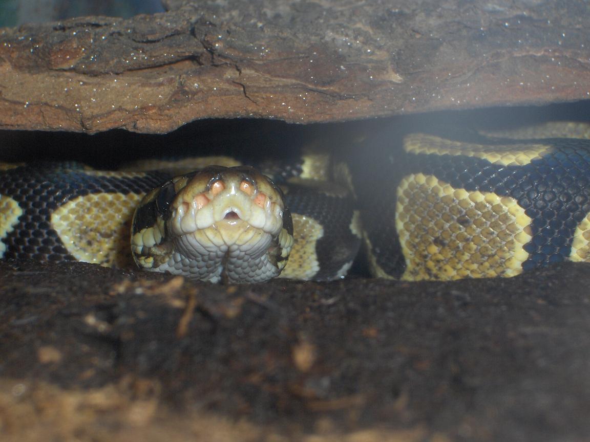 8 month old Lilith