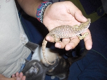 my new exanthematicus just ate a full grown mouse