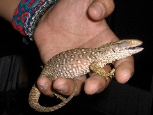 varanus exanthematicus