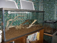 enclosure for a varanus exanthematicus