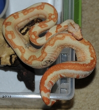 2012 Sharp Sunglow Jungle