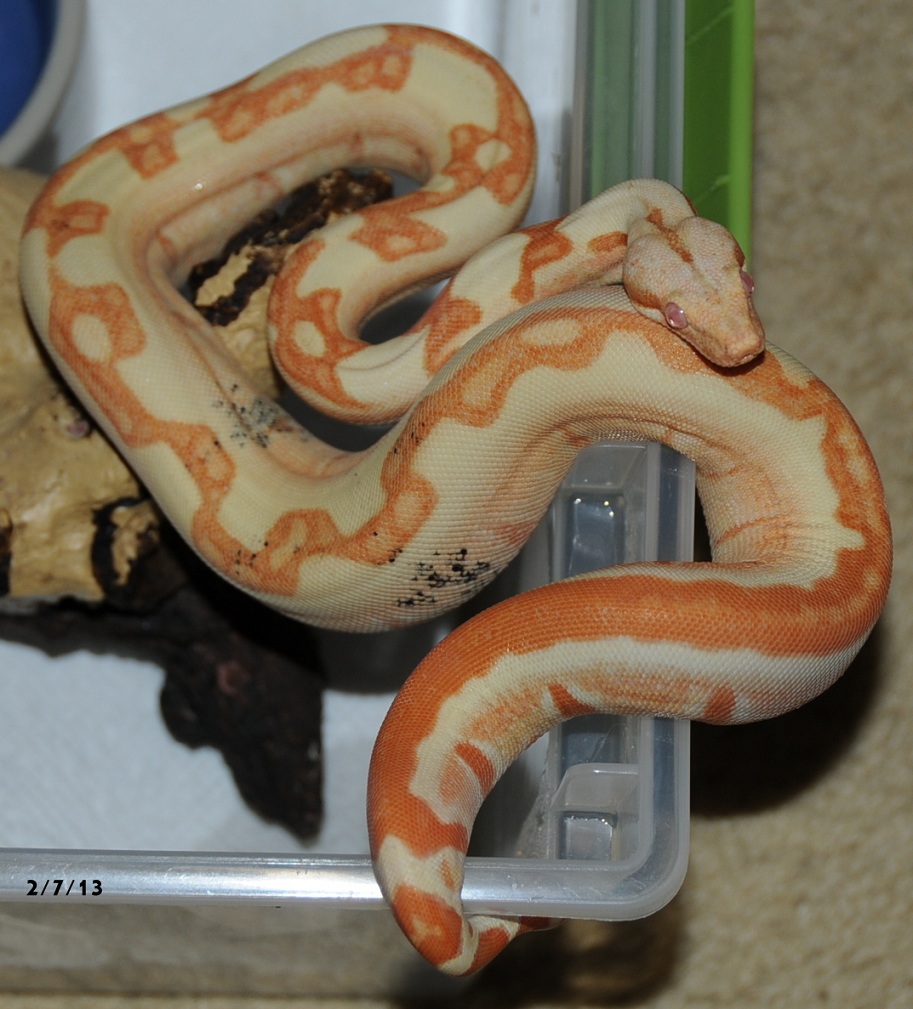 2012 Sharp Sunglow Jungle