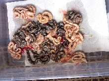 15babies
