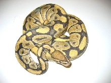 Hypo Ghost Ball