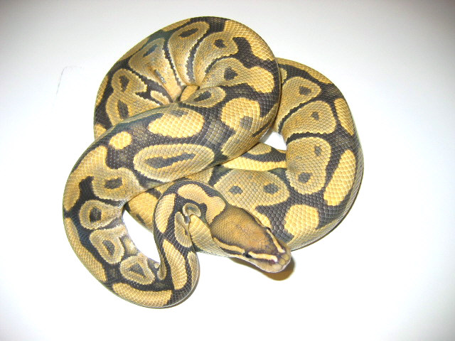 Hypo Ghost Ball