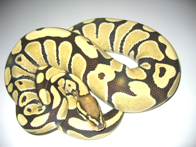 Hypo Ghost Ball