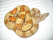 Orange tail pastel BCI 2005 yearling