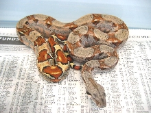 Orange tail pastel BCI 2005