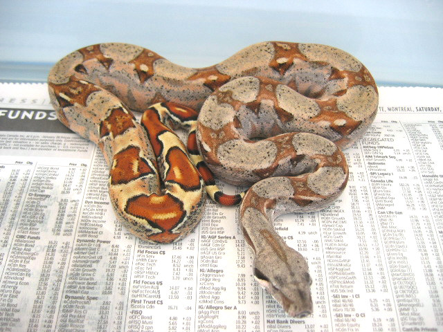 Orange tail pastel BCI 2005