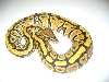 Hypo Ghost Ball