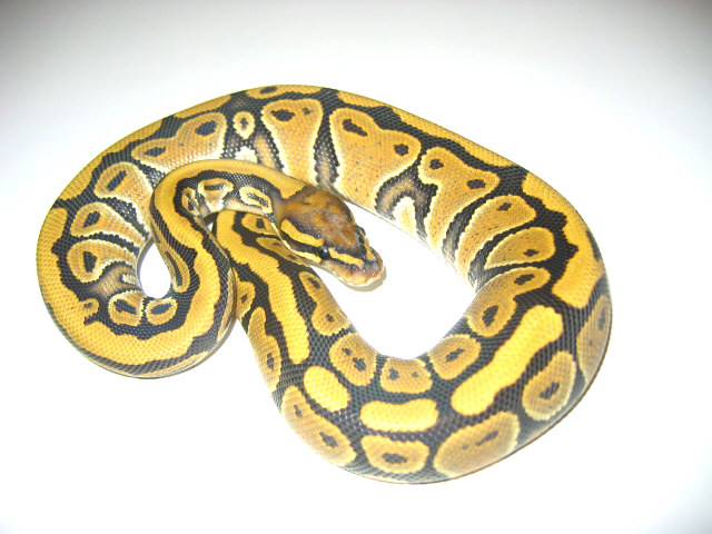 Hypo Ghost Ball