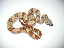 Boa BCI