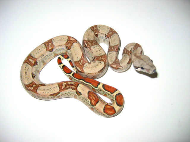 Boa BCI