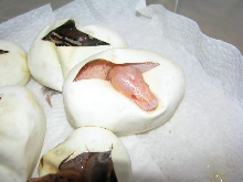 Albino Champagne