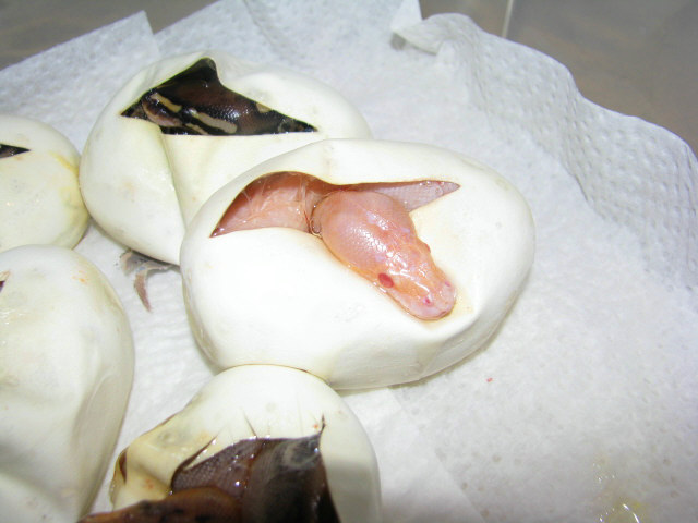 Albino Champagne