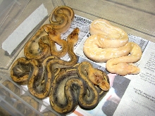 Albino Champagne