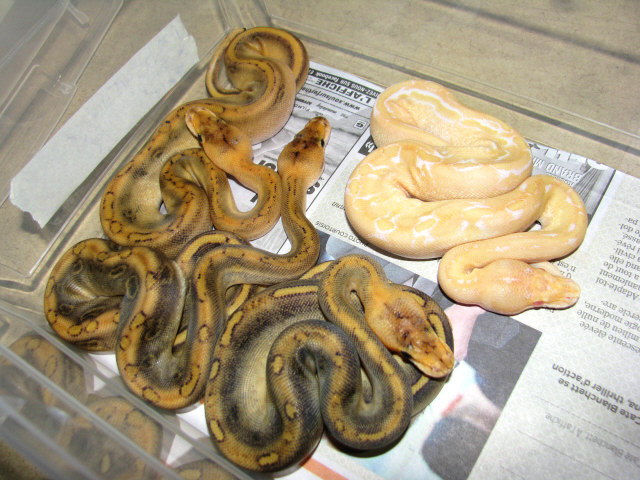 Albino Champagne