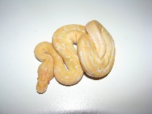 Albino Champagne
