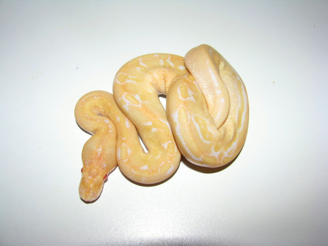 Albino Champagne
