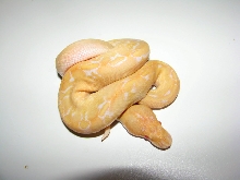 Albino Champagne