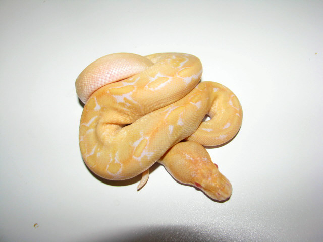 Albino Champagne