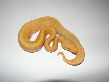 Albino G-Stripe