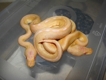 Albino G Stripes