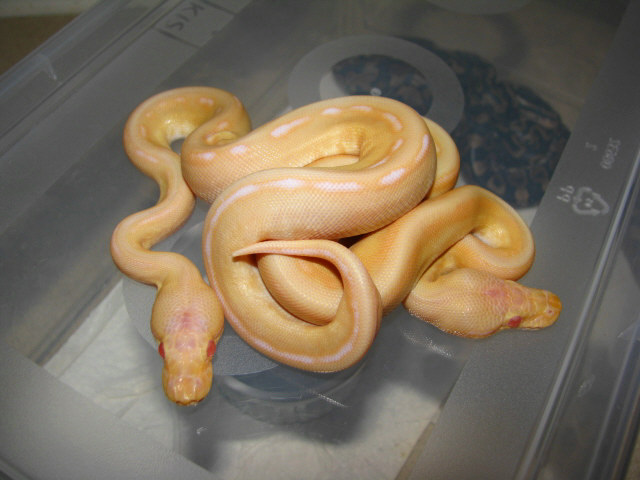 Albino G Stripes
