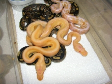 Albino G stripes