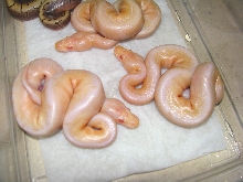 Albino Woma Pinstripes