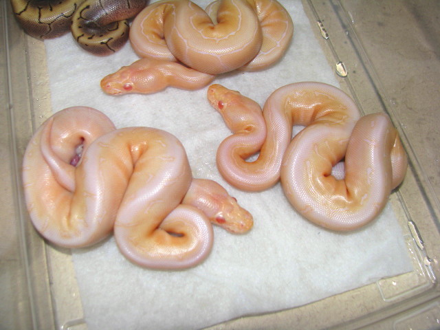 Albino Woma Pinstripes