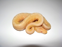 Albino Woma Pinstripe