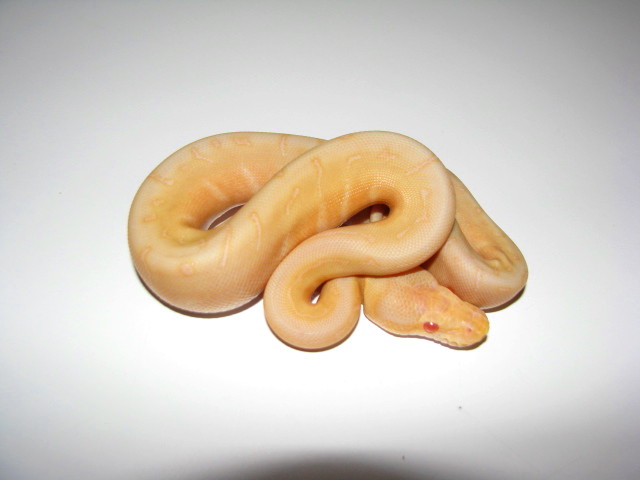 Albino Woma Pinstripe