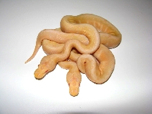 Albino Woma Pistripes