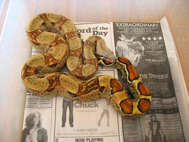 Orange tail pastel BCI baby 2007a