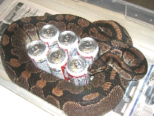 Big Ball Python