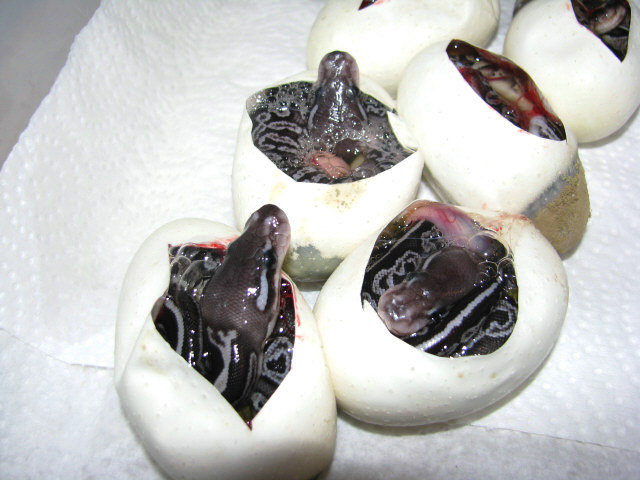 Black Gargoyles