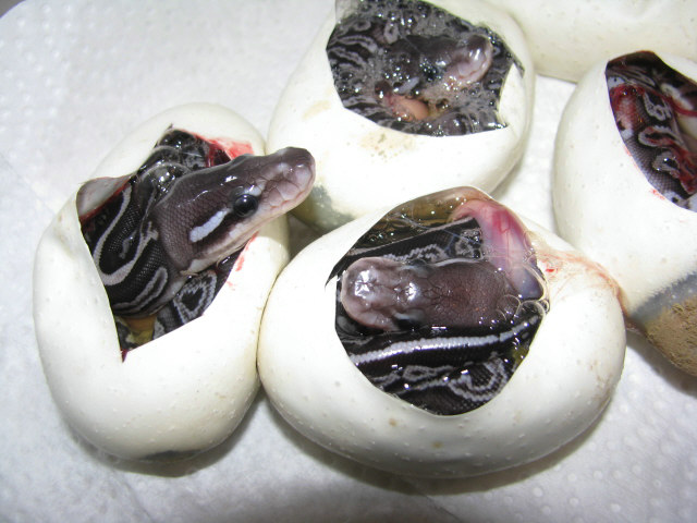 Black Gargoyles