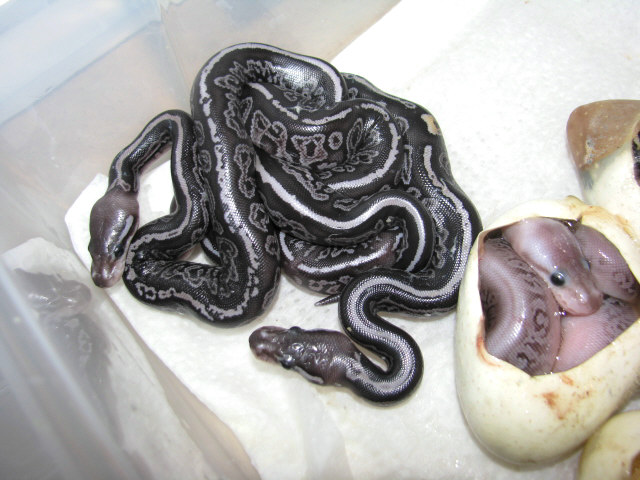 Black Gargoyles