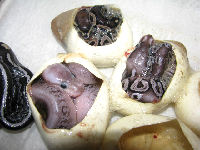Black Gargoyles