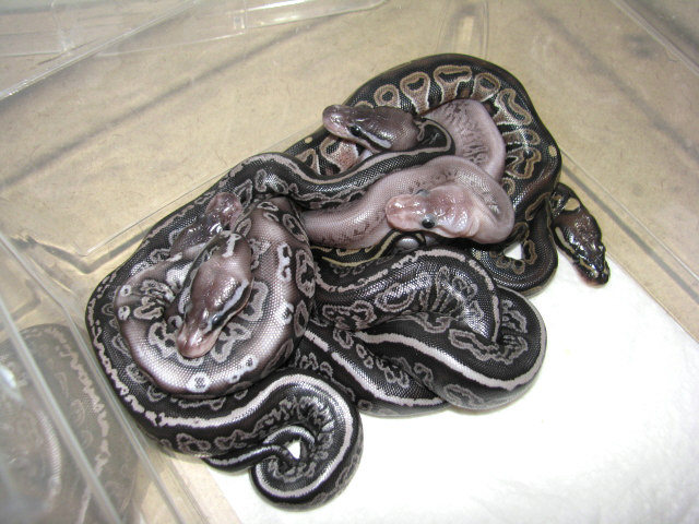 Black Gargoyles