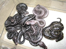 Black Gargoyles