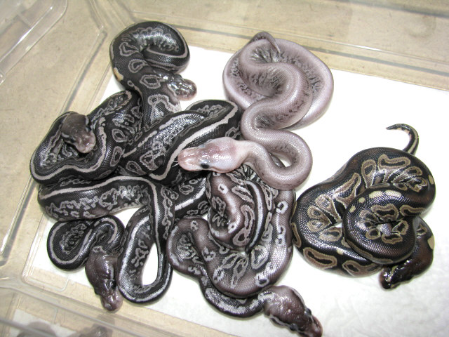 Black Gargoyles
