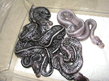Black Gargoyles