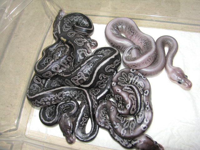 Black Gargoyles