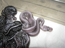 Black Gargoyles
