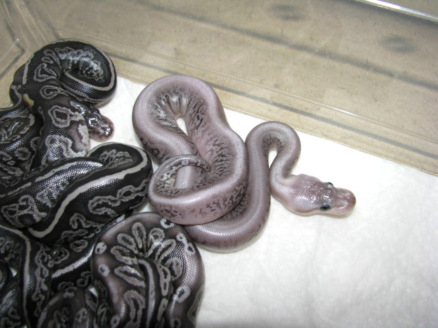 Black Gargoyles
