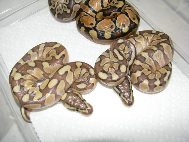 Butter Enchis