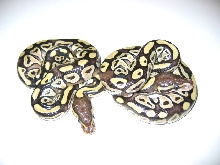 Mojave balls