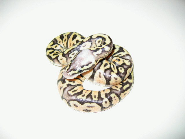 Super Pastel